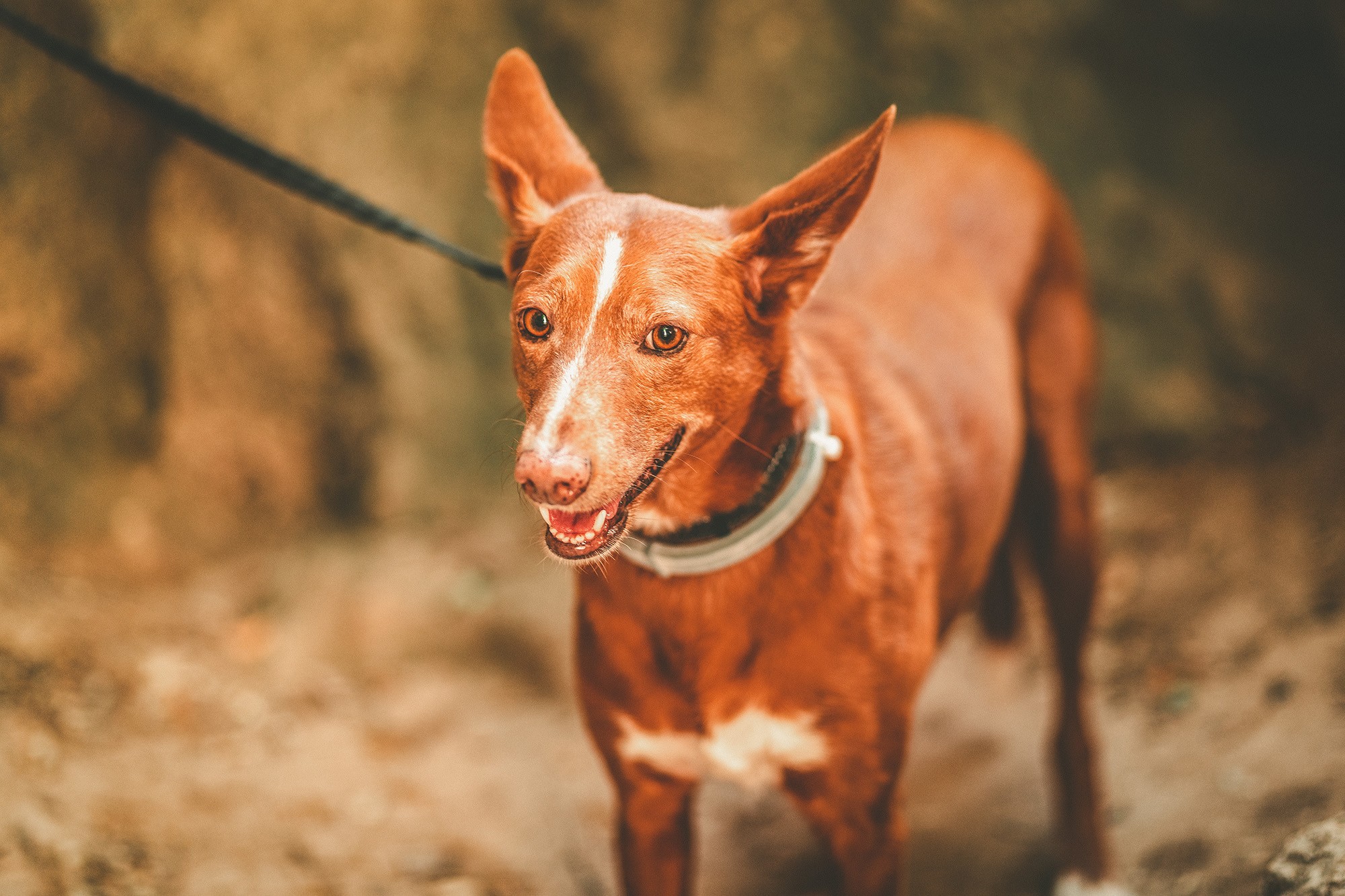 Rocio & Pablo Preboda (6)