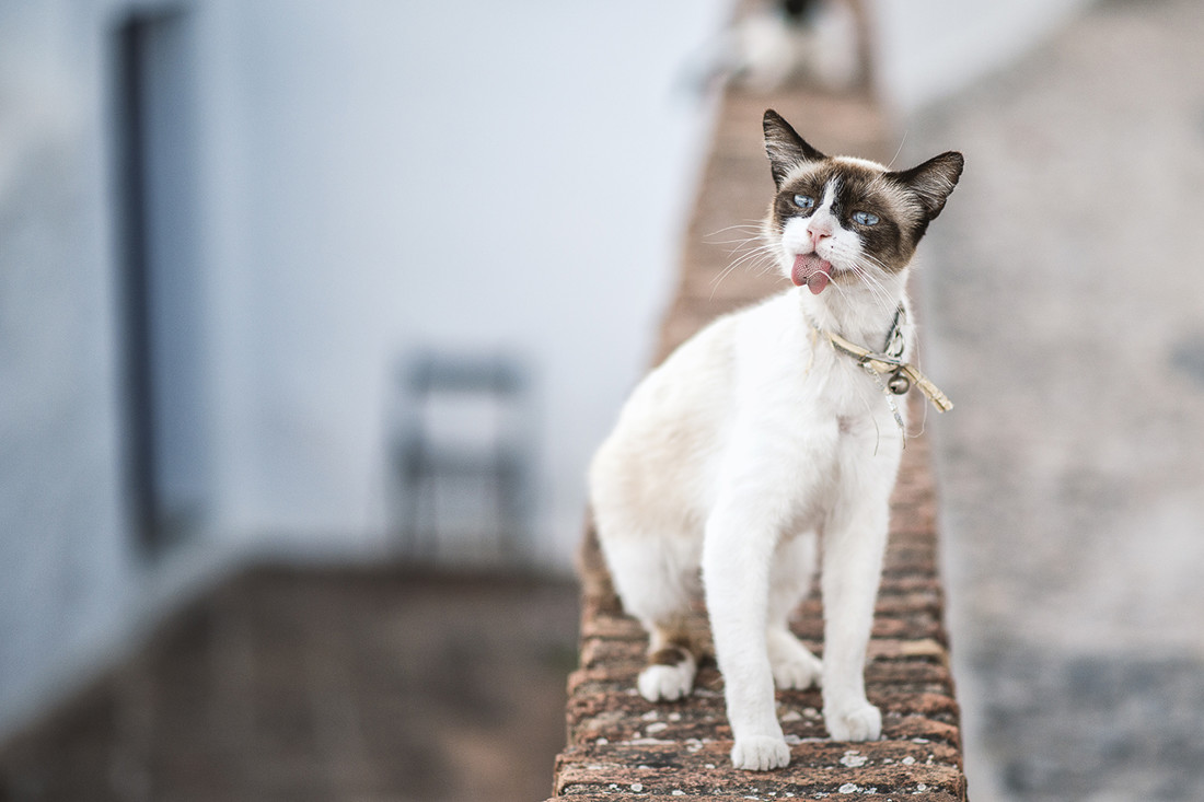 preboda carlos y m.jesus (55)