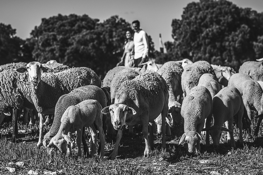 inma y dani preboda (36)